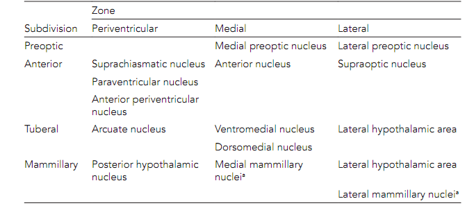 1542_Hypothalamus 1.png